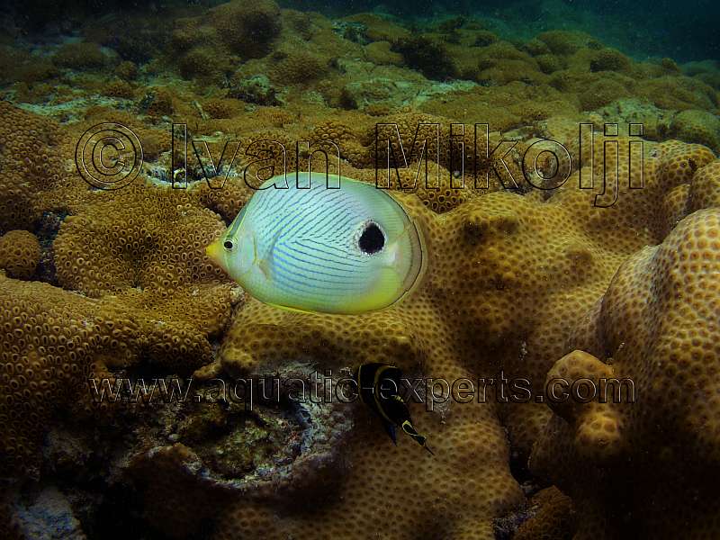 butterfly fish